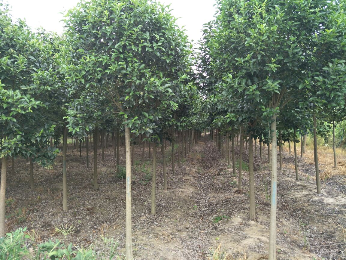 大叶女贞成年植株形态特征