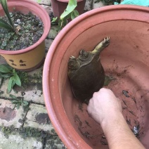 纯野生鳖