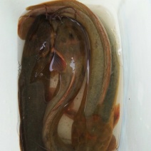 胡子鲶2至3两重