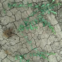 爬型卫矛，又称小叶扶芳藤