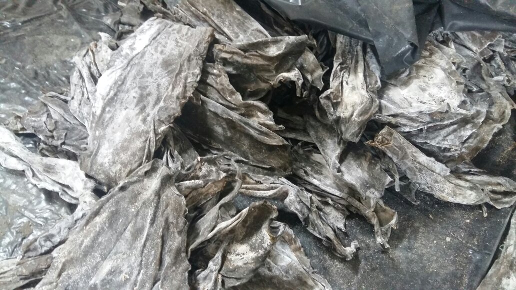 展示干海带丝在清水中漂洗的场景,水中漂浮着细小杂质 干海带丝清洗过程