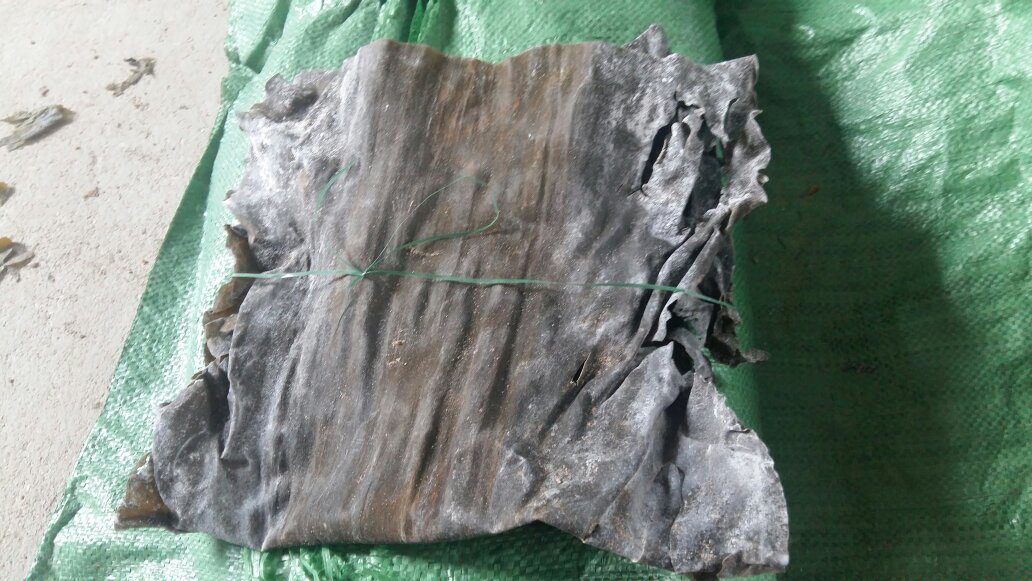 图示:左侧为干燥卷曲的深褐色干海带丝(长度约5cm,直径0.5mm);中间为浸泡4小时后初步舒展、颜色转浅绿、体积膨大2倍;右侧为浸泡8小时达标状态——丝体完全伸直、半透明翠绿、柔韧可弯曲不断,盆底无沉淀杂质 干海带丝冷水浸泡过程对比图