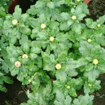 各类菊花