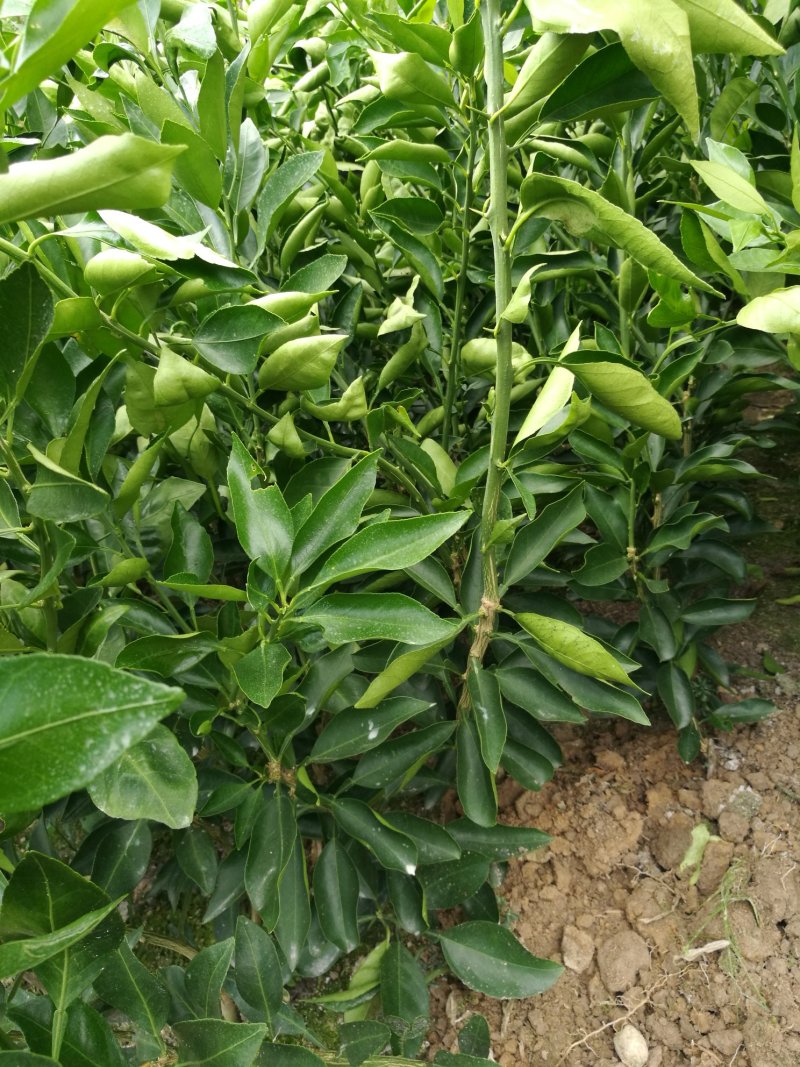晴姬柑橘苗,替代宫川的储备品种,皮薄肉大,为橘而耀!