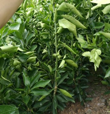 晴姬柑橘苗替代宫川的储备品种皮薄肉大为橘而耀