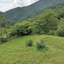 山林地