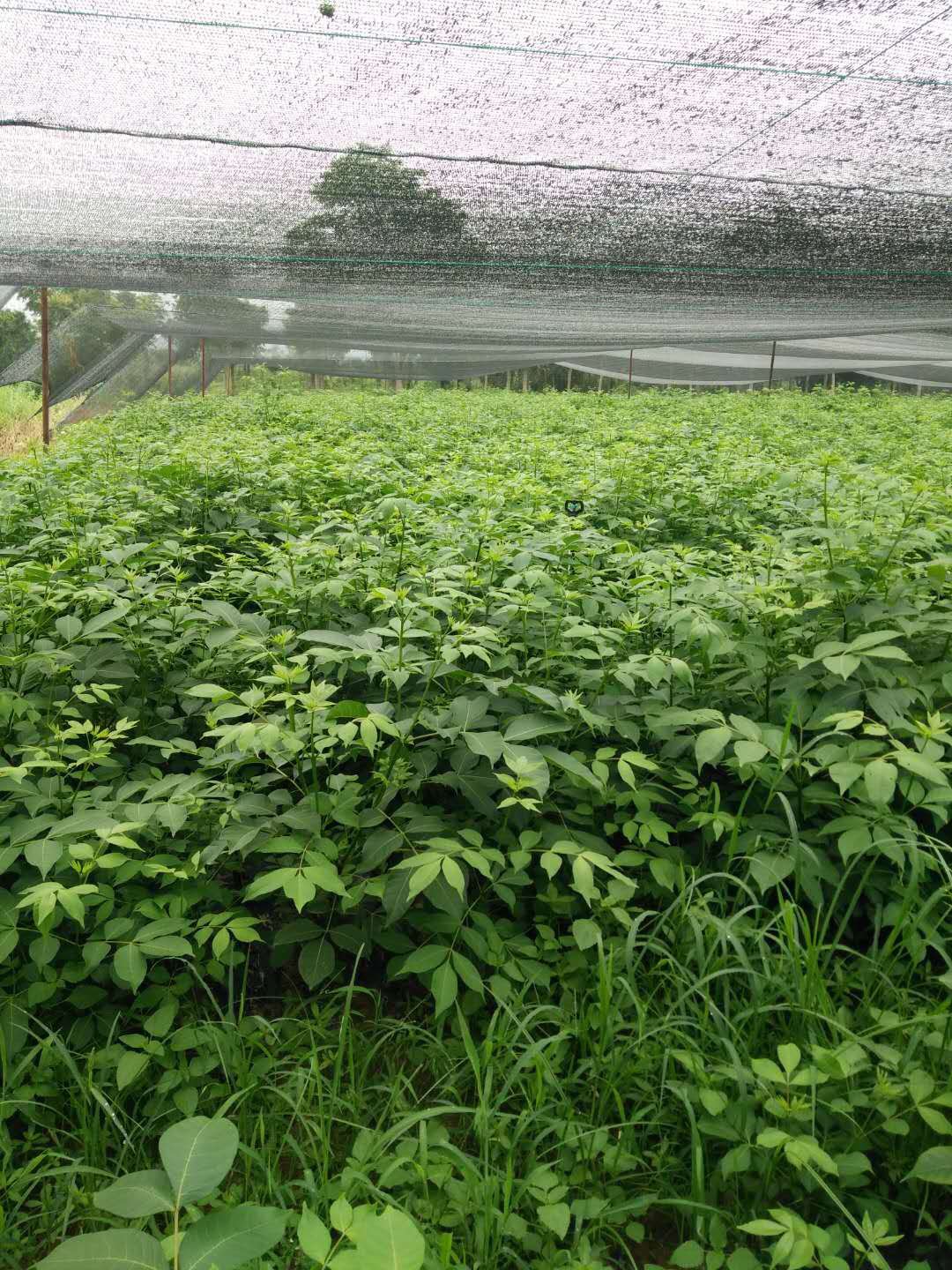 有好货吴茱萸茶辣苗枝条正宗江西中花自产自销