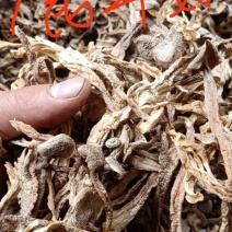 鹿茸菇