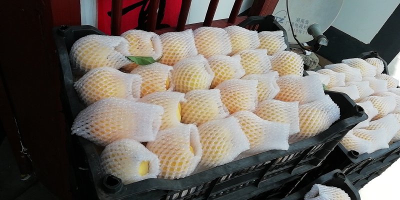 早熟桃树新品种介绍图片