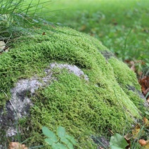 各种苔藓青苔苔藓植物鲜活假山水陆雨林缸盆景造景铺面