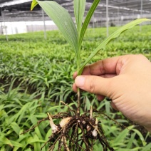 白芨种苗白芨驯化苗块茎基地直发欢迎咨询下单