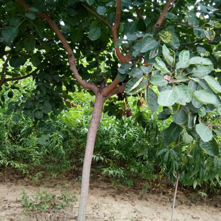 [黄栌苗批发]黄栌苗 直销 现挖现卖 易成活 黄栌苗价格0.