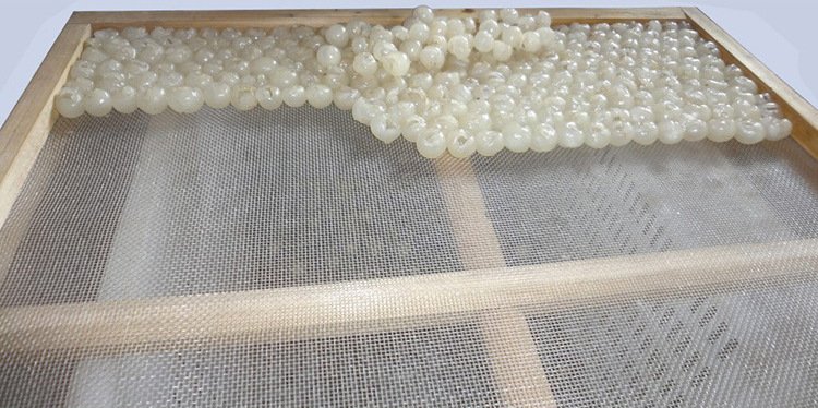 干燥环境下的桂圆保存场景,展示桂圆放置在密封罐中 桂圆干燥保存场景