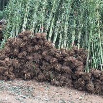 竹子大量出售