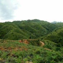 云南文山州广南县1万亩有林地转让