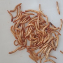 黄粉虫