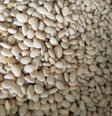 白扁豆 颗粒饱满 无杂质无虫眼 大颗粒白扁豆