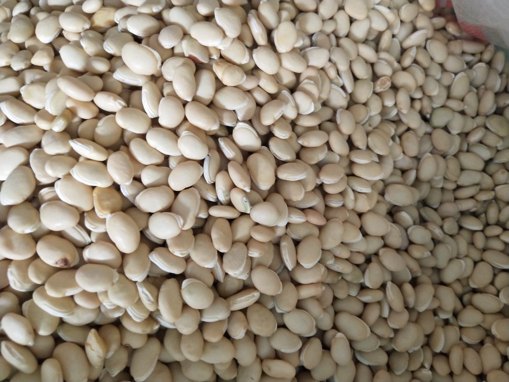 白扁豆十克实物展示图,展示约10克白扁豆的体积与数量 白扁豆十克实物展示图