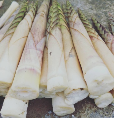 石竹笋八月笋方竹笋