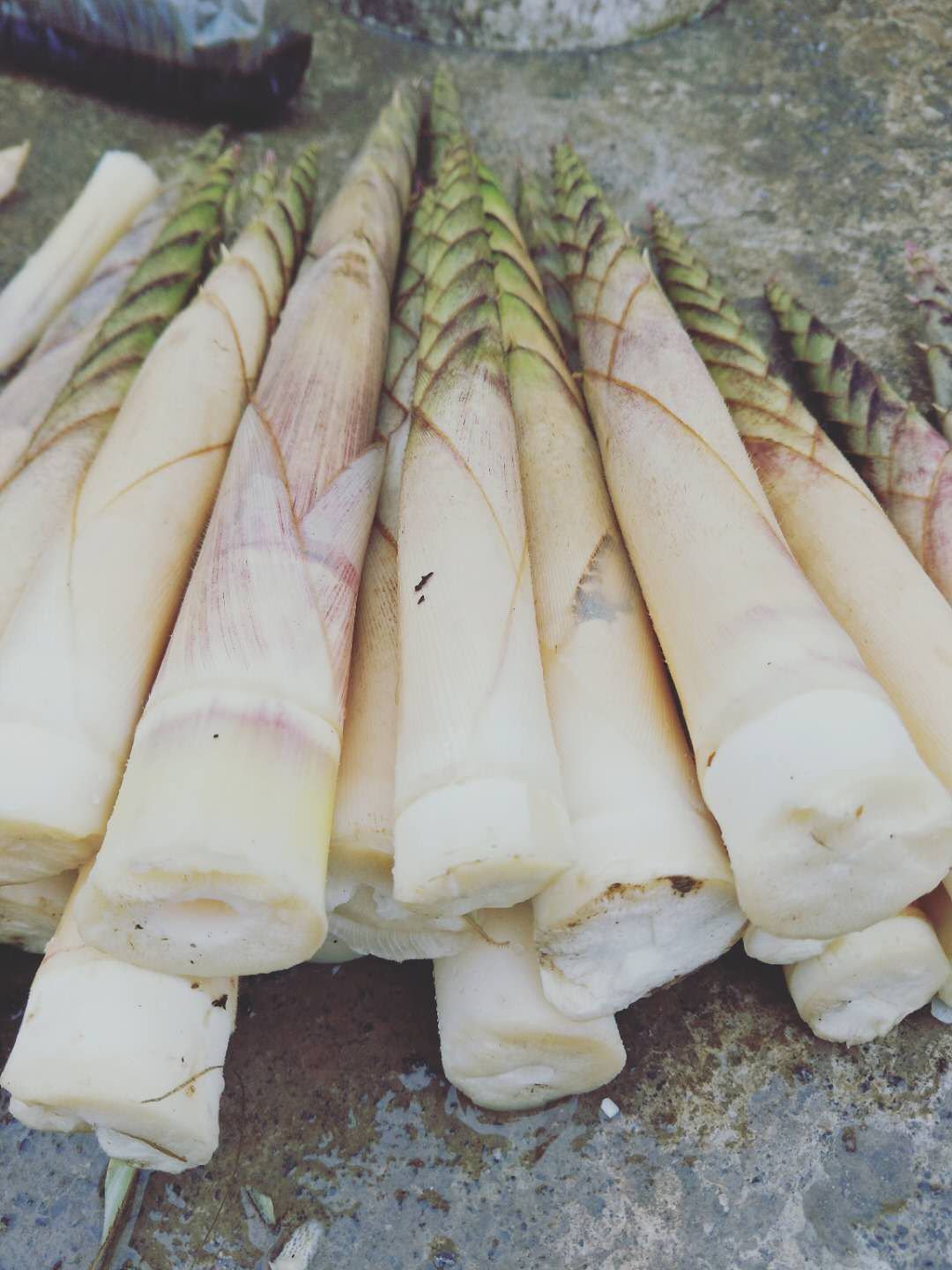 石竹笋八月笋方竹笋