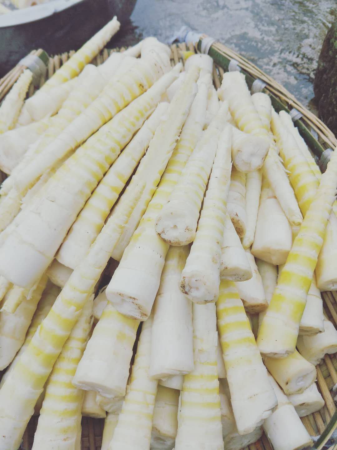 石竹笋八月笋方竹笋