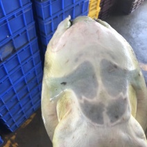 江西老甲鱼