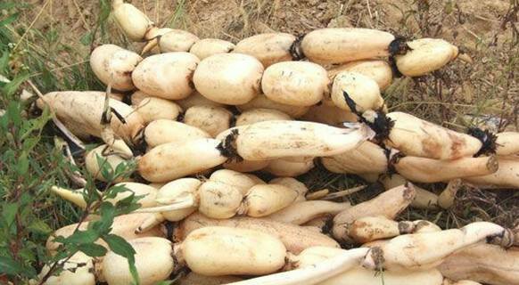 市场中新鲜的白莲藕展示 市场中新鲜的白莲藕展示