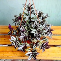 紫罗兰【又叫婚礼吊竹梅，室内外吊盆植物，漂亮观叶植物】