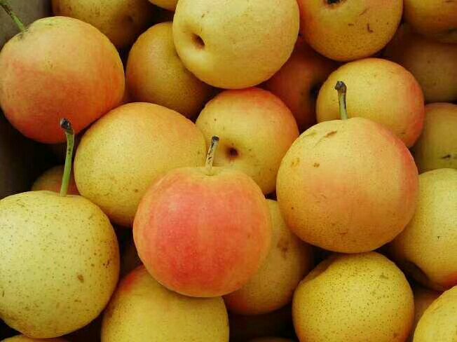 一颗成熟的南果梨静置于木质托盘上,果皮呈金黄色并带有红晕,表面光滑有光泽,旁边切开一半展示乳白色细腻果肉与晶莹汁水,背景为秋日果园模糊景象,光线柔和温暖 南果梨特写镜头