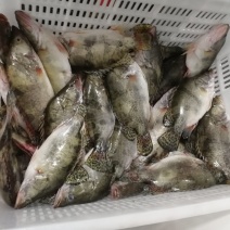 臭鳜鱼。300克至900克。精装。