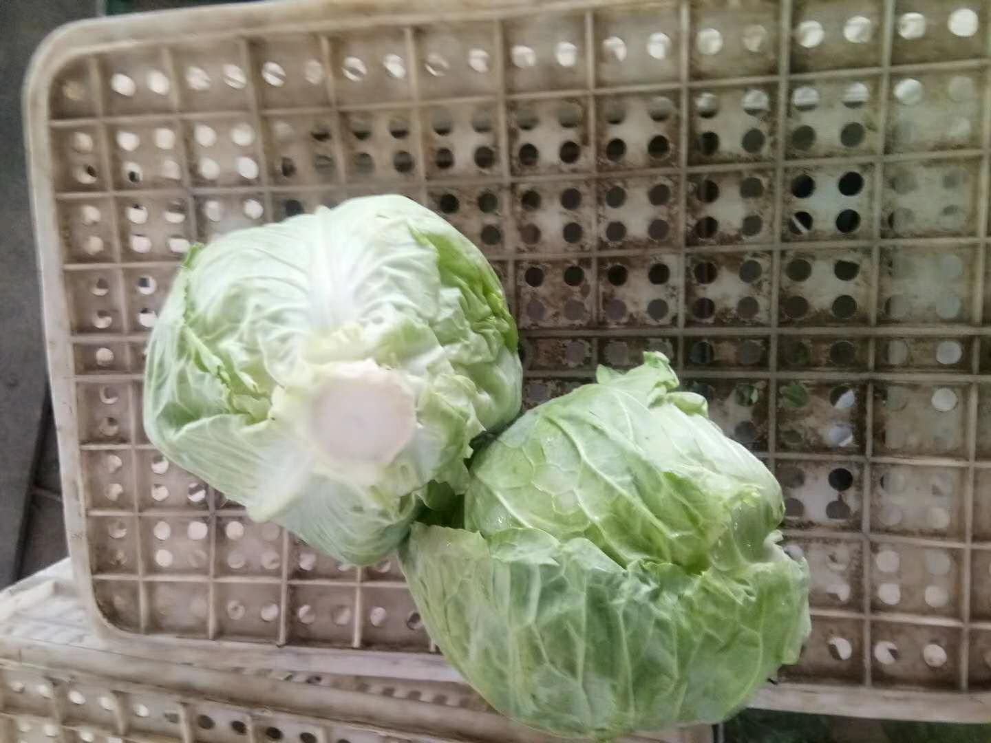 吃生菜后排便出现完整菜叶的现象