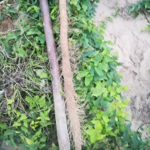铁棍山药，山药种子`