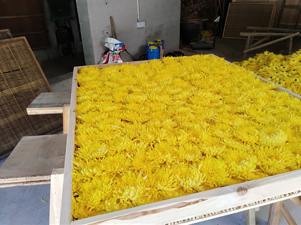 金丝皇菊与决明子茶饮成品图