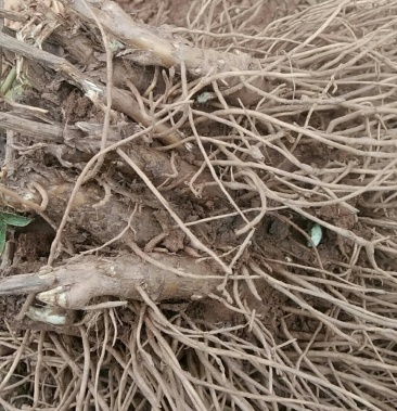 [苍术批发]苍术价格5.00元/斤 - 一亩田