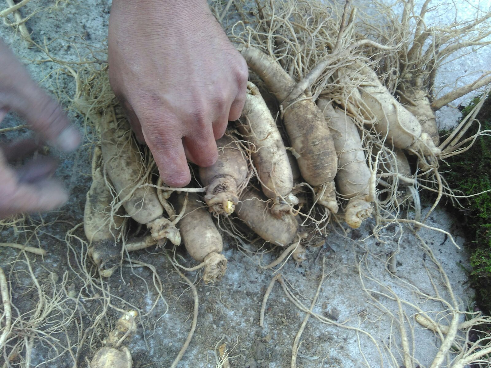 红参原产地环境示意