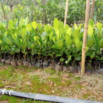 一号菠萝蜜苗