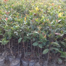 供应高度50公分到一米左右的油茶袋苗