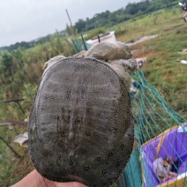 纯野生甲鱼
