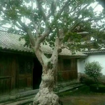 红花紫薇