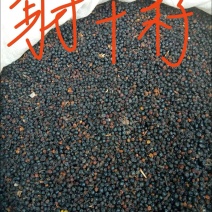 射干种子，质量可靠，出芽率百分之九十五以上。