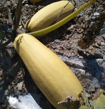 [西葫芦批发]黄皮西葫芦价格0.22元/斤 - 一亩田