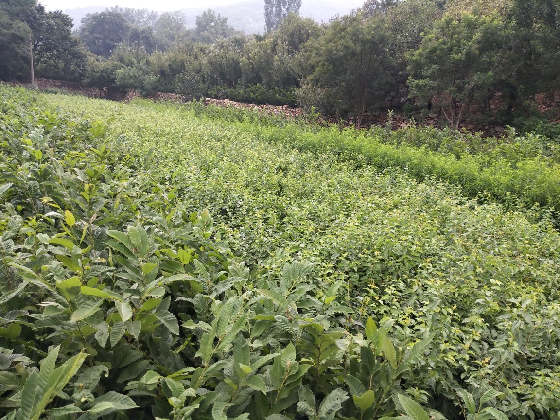 无人机俯拍视角下的美栗种植基地,成片的矮化栗树按行距整齐排列,滴灌管道清晰可见,田间设有监测气象站和诱虫灯装置,远处有工人正在操作机械收集落地果实,展现现代农业科技应用场景 美栗现代化种植园区航拍图