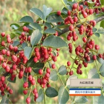 大红袍花椒苗