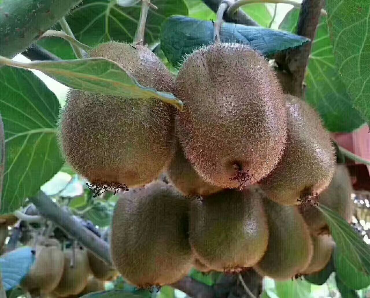 成熟待采的海沃德猕猴桃特写