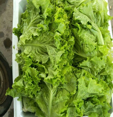 常年供应精品散叶生菜产地直供