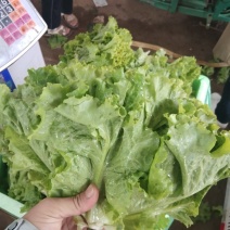 黄叶生菜产地供应质量保证
