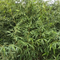 早园竹1一2米