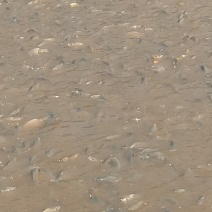 池鲤鱼