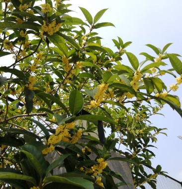 湖北恩施桂花树八月桂苗圃直供量大从优