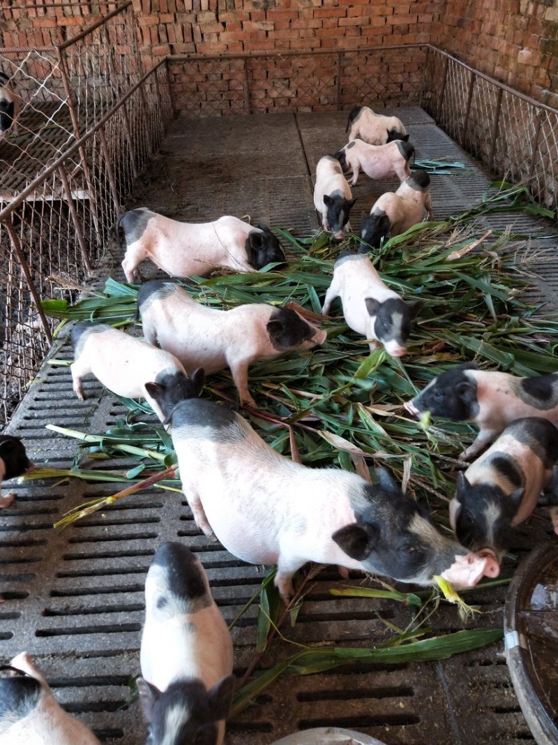 河南猪宠物多少钱一只图片